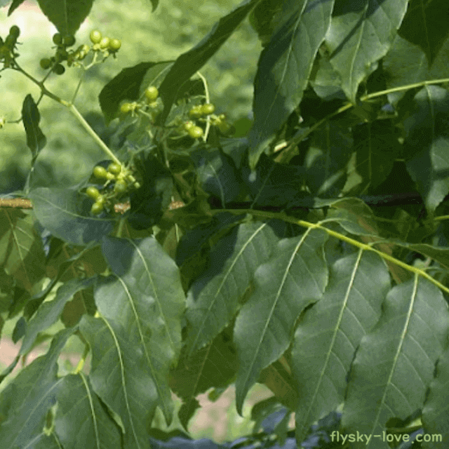 면역력 강화에 효과적인 소태나무