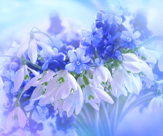 하얀색과 차란색꽃들이 한가득 있다.