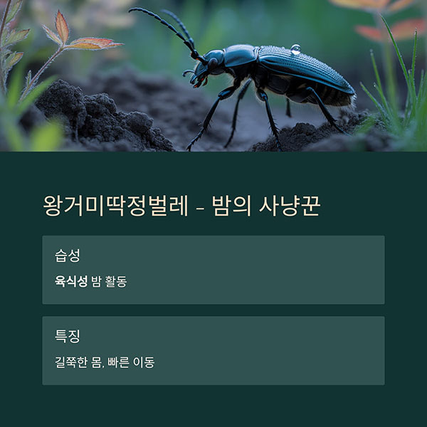 왕거미딱정벌레 (Carabidae)