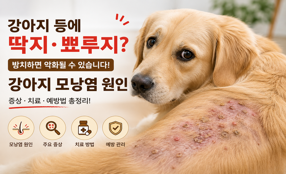 강아지 등에 딱지와 뾰루지가 생기는 원인 대표 이미지
