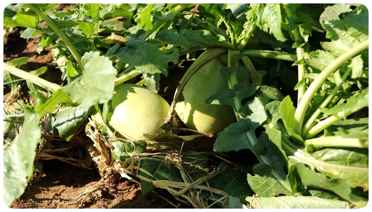 늦가을 채소 요리 - 무, 배추, 버섯