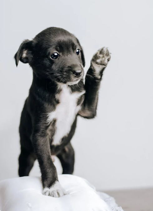 puppy socialization training