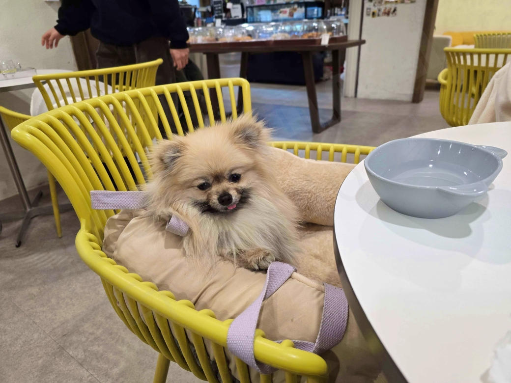 카페 좌석에 앉아 있는 강아지