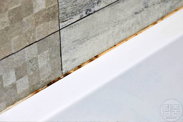 오래된 곰팡이 제거 욕실 실리콘 곰팡이 제거 방법