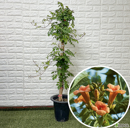 능소화 뜻 개화시기 꽃말 묘목 키우기 독 한자 명소 뚝섬 대구 능소화폭포 포토존 추천3