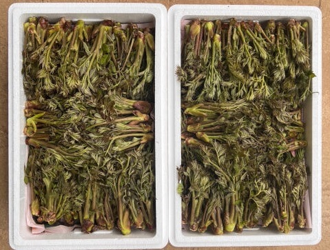 생방송투데이 이 주의 장바구니 강원도 평창 참두릅 365삼 구입 주문방법 산양삼, 오가피순, 명이나물, 고들빼기, 산더덕, 솔순, 도라지, 땅두릅