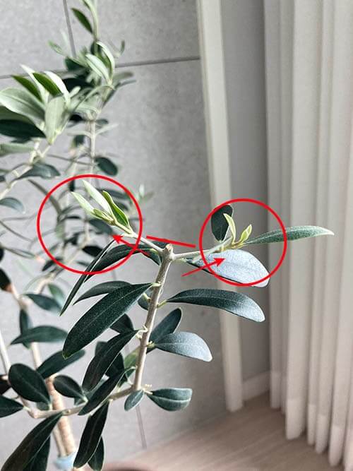 올리브나무_가지치기