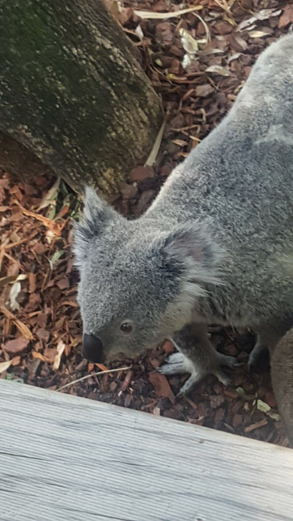 호주 동물원의 코알라와 캥거루