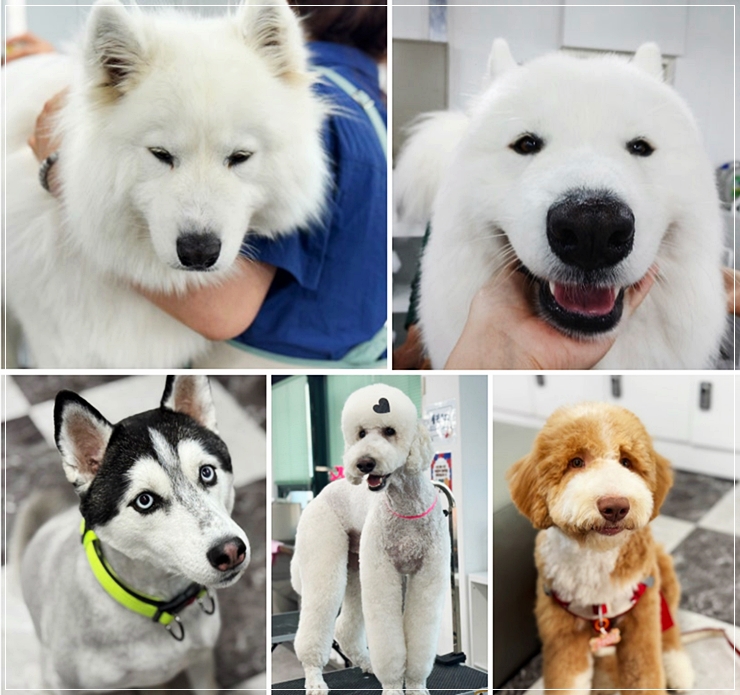 반려동물학과전문대학교