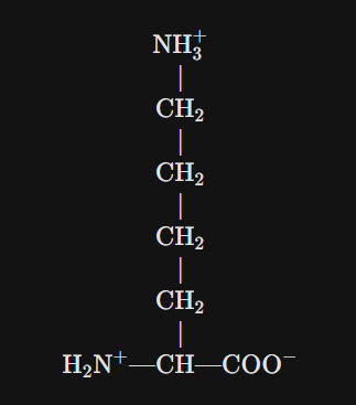 아미노산 중 하나인 라이신의 구조를 나타낸 사진