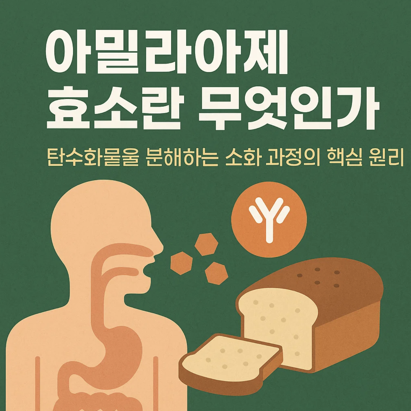 아밀라아제 효소란 무엇인가, 탄수화물을 분해하는 소화 과정의 핵심 원리