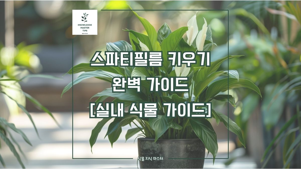 스파티필름 키우기, 완벽 가이드 [실내 식물 가이드]