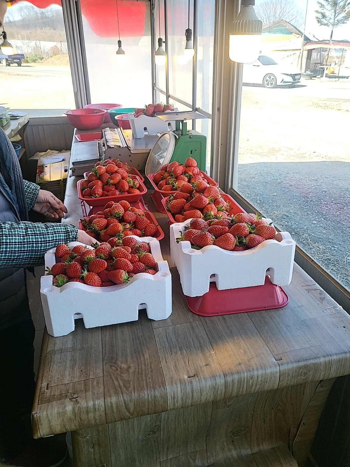 청주 딸기 체험, 딸기 케이크 만들기 (가산딸기 강추!!)