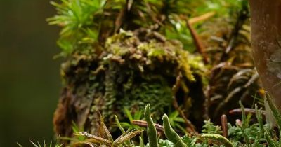 상황버섯 효능 부작용