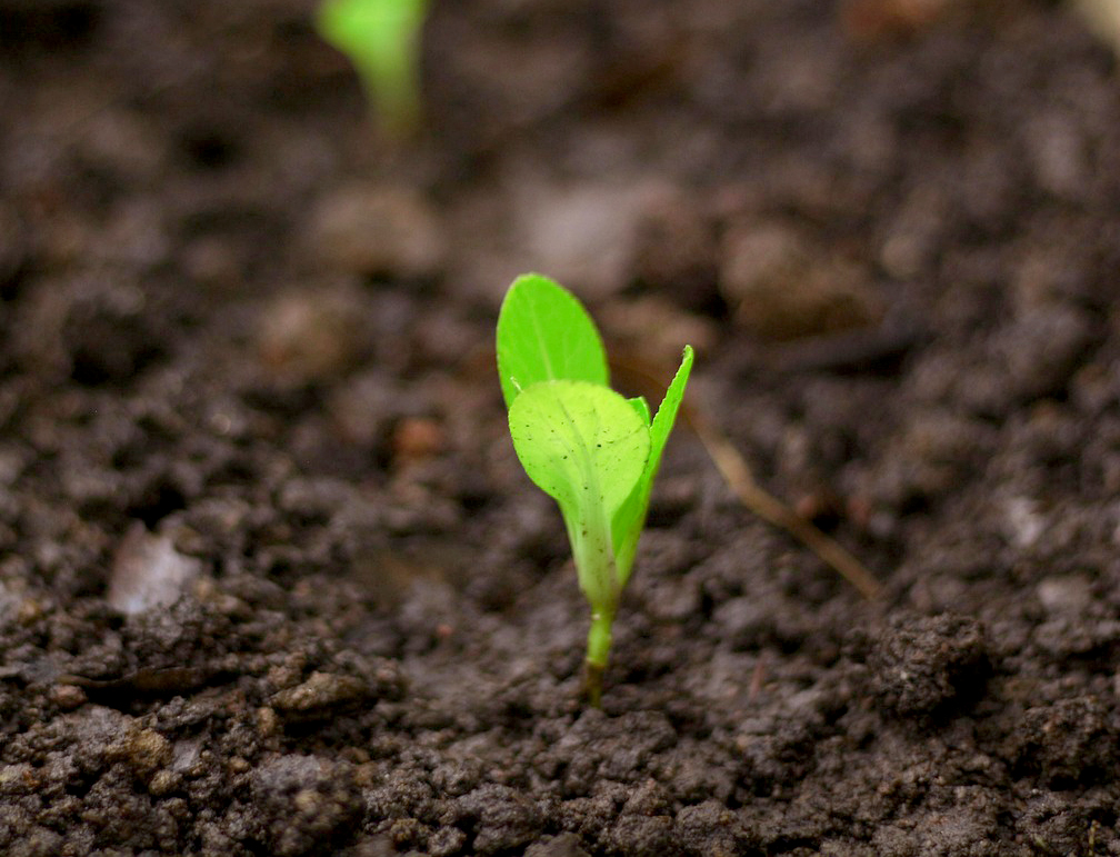 지역사랑상품권