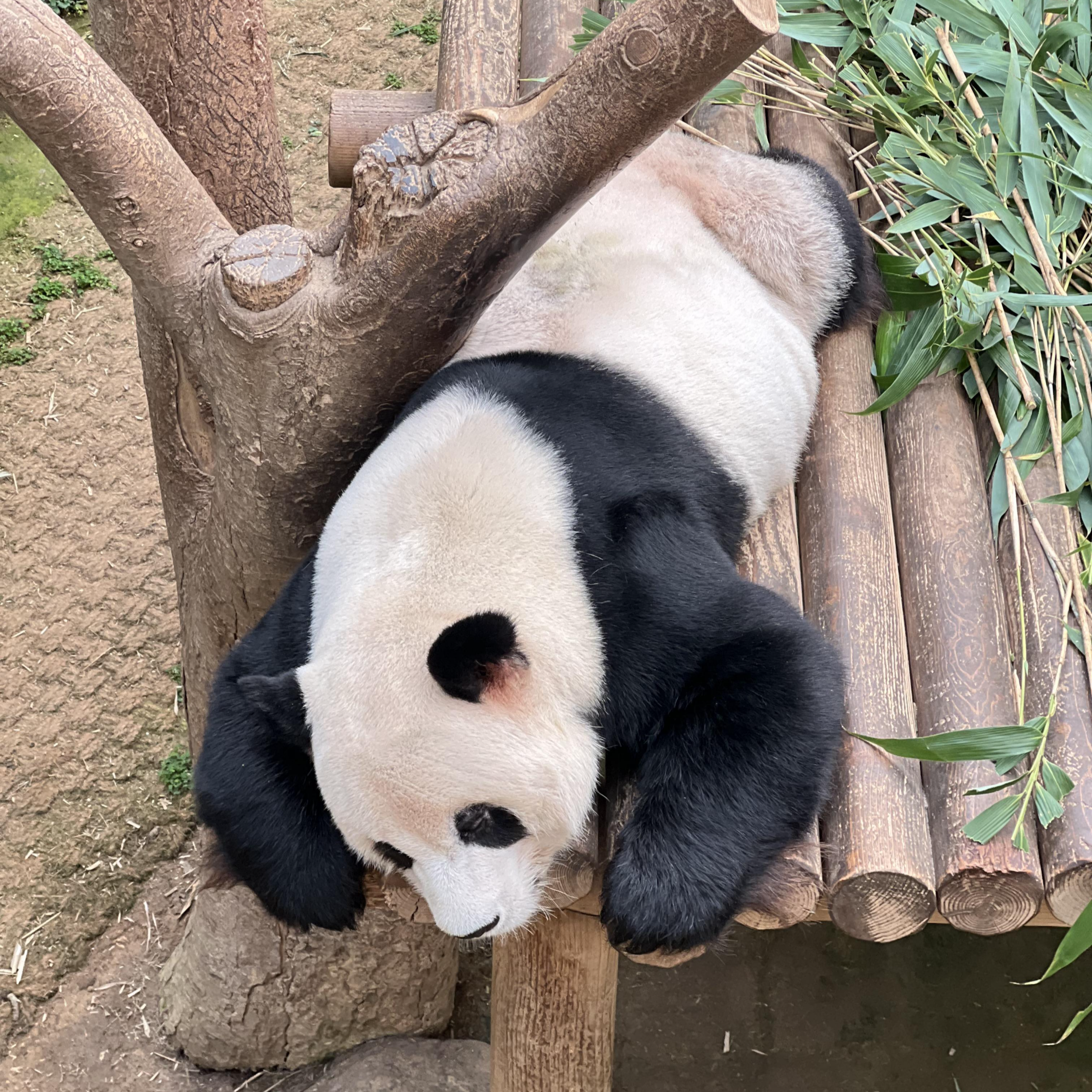 푸바오