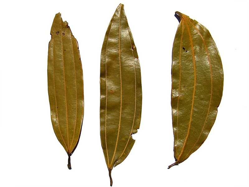 인도 월계수잎 (Indian Bay Leaf, Tej Patta)