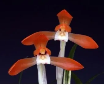 화분 잎타는 현상 예방 차광커튼 시간대조절 직사광관리 요령_32