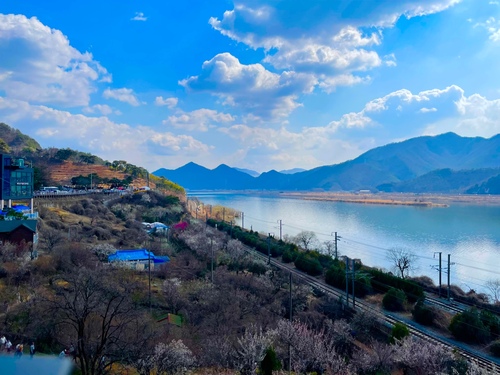 양산원동매화축제