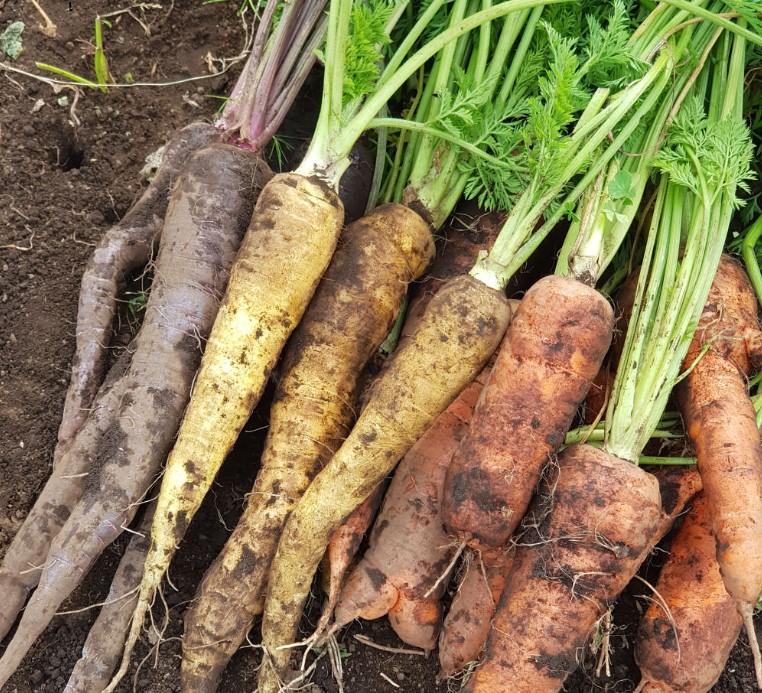 6시내고향 서귀포 성산 삼색당근 캔 모습