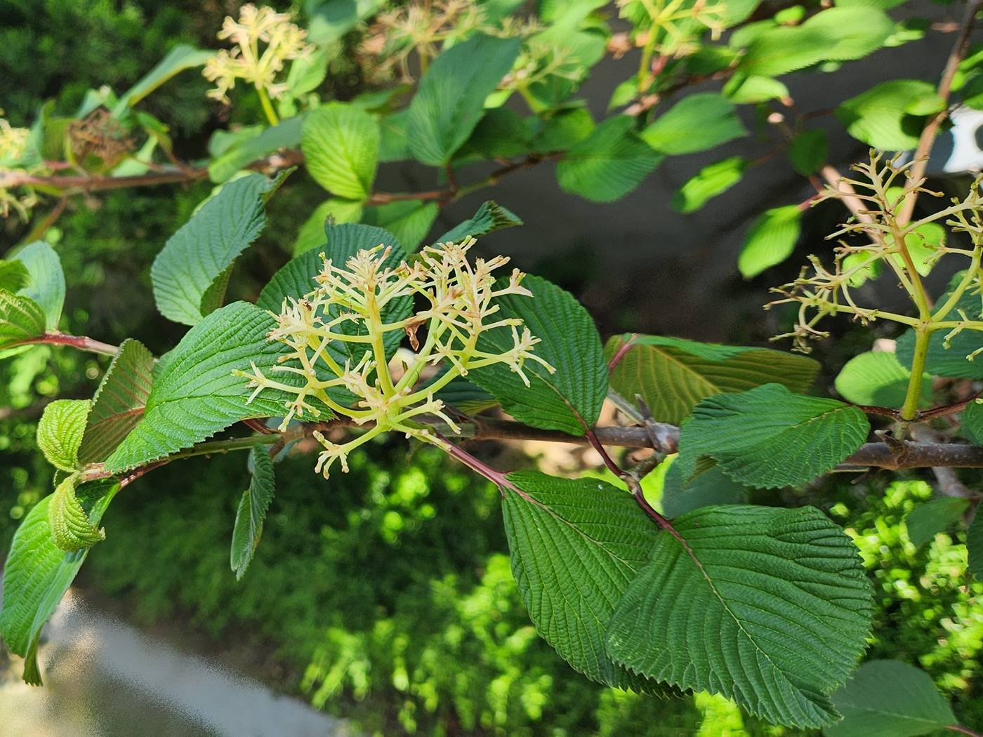 설구화(오데마리)