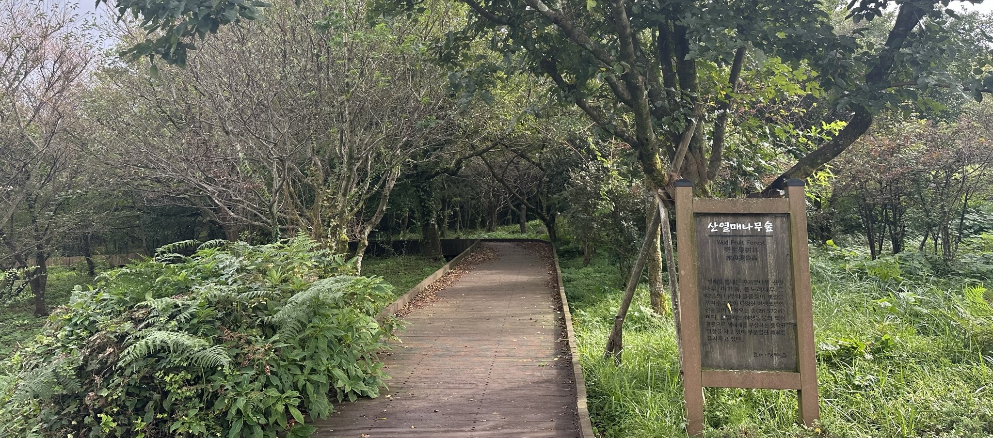 한라생태숲 산책로