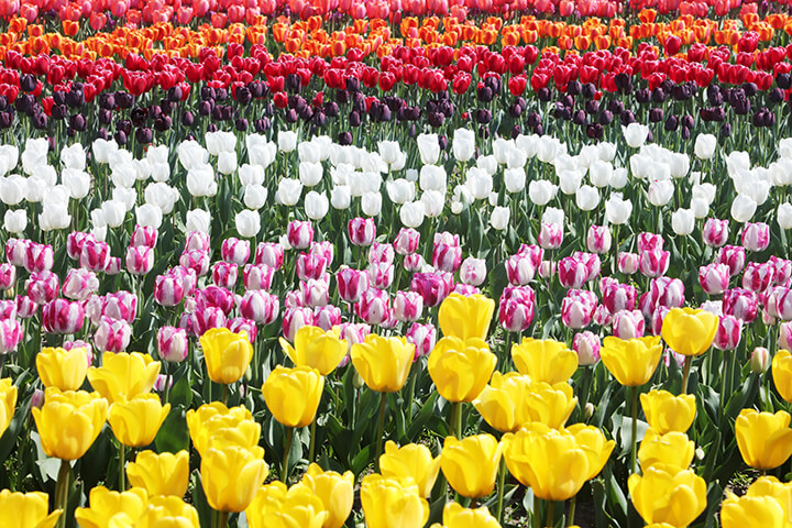 신안 임자도 큘립축제