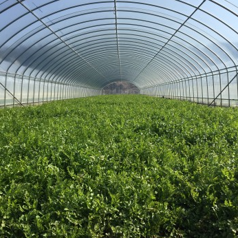 생방송투데이 청도미나리 미나리삼겹살 이주의장바구니 온라인구매 및 예약방법 경북 청도 솔농원 솔그린팜