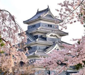 오사카 성 벚꽃 개화