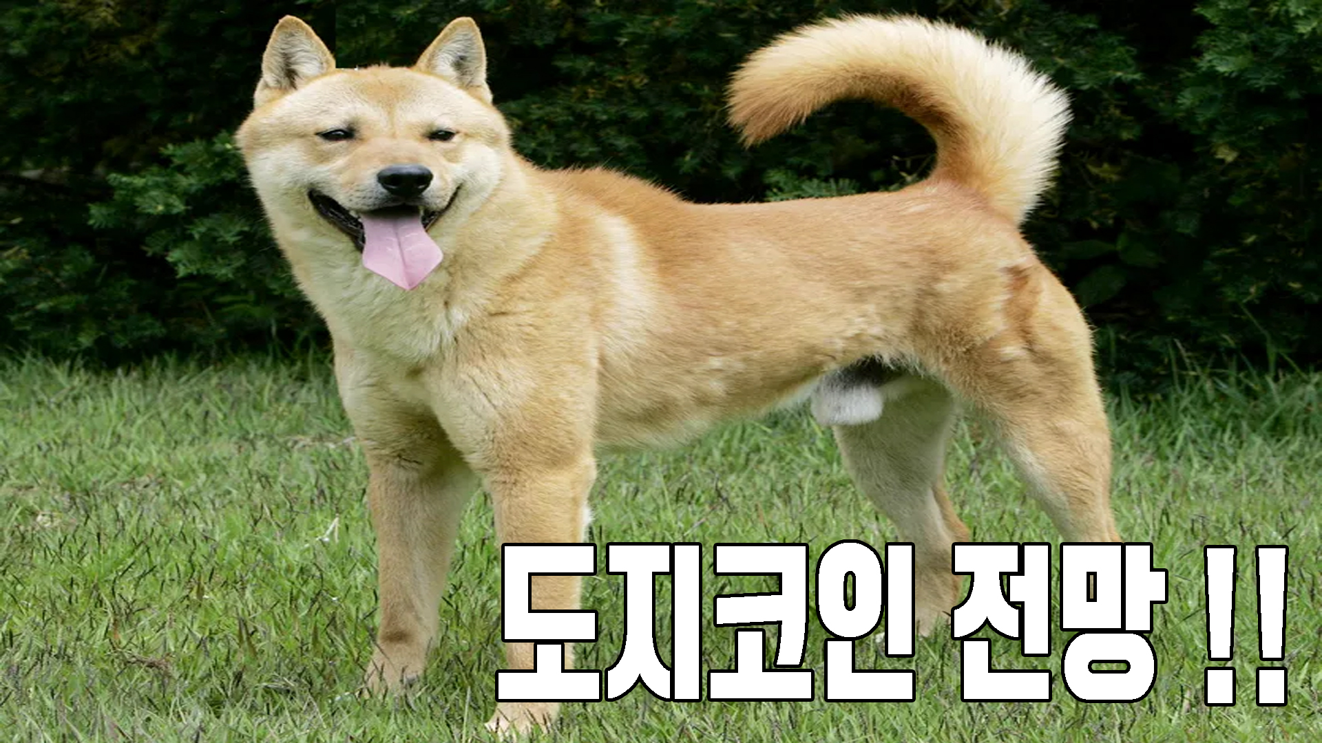 도지코인