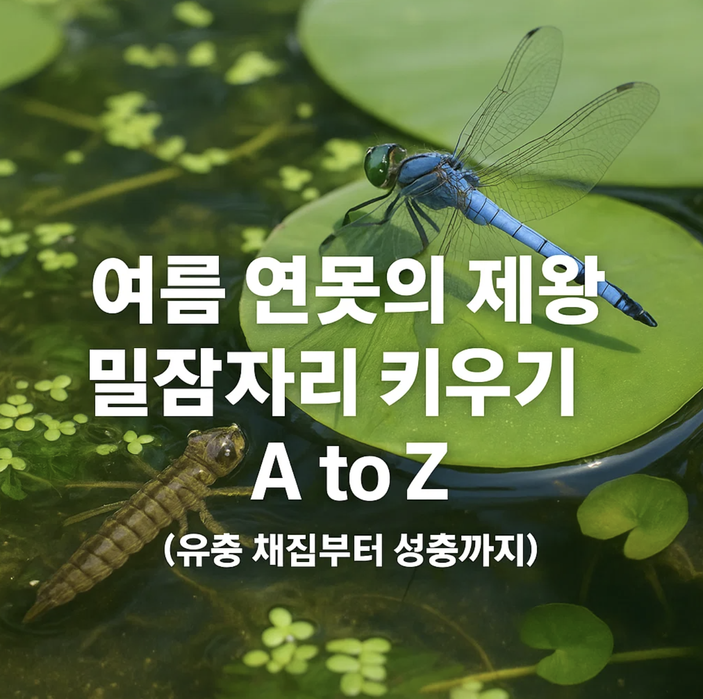 여름 연못의 제왕 밀잠자리 키우기 A to Z (유충 채집부터 성충까지)