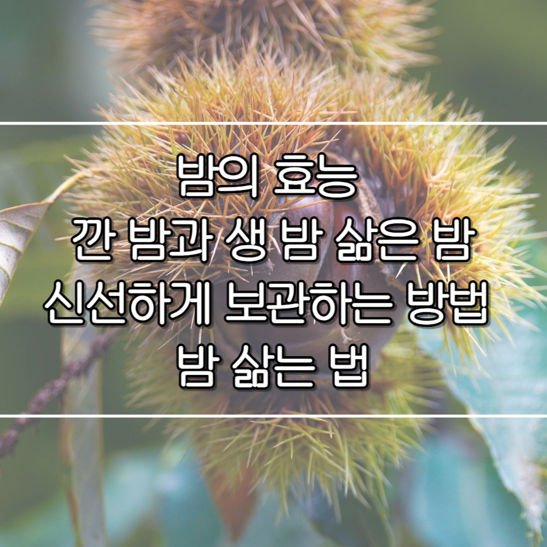 밤의 효능 깐밤과 생밤 신선하게 보관하는 방법 및 밤 삶는 법