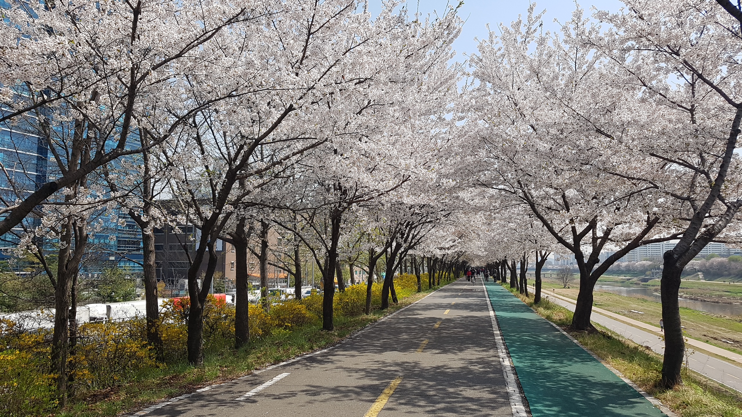 천안벚꽃개화