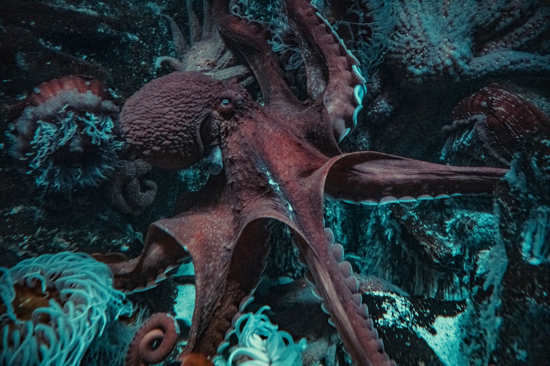 octopus