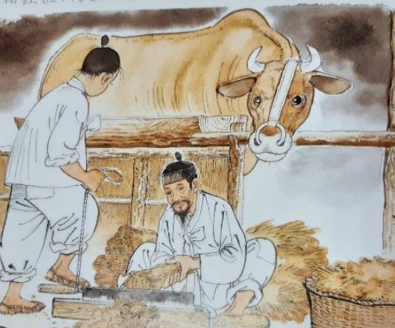 소를 매어놓는 모습