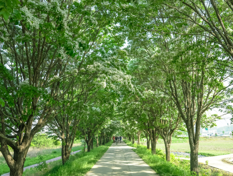 진천 이팝나무길