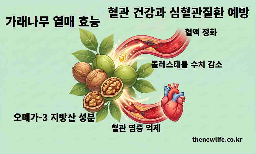 가래나무 열매 효능 혈관 건강 심혈관질환 예방