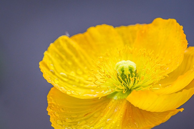 양귀비 꽃양귀비 구분