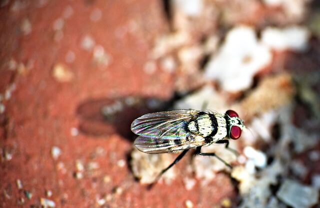 초파리 없애는 방법 퇴치법 생기는 이유 박멸 노하우