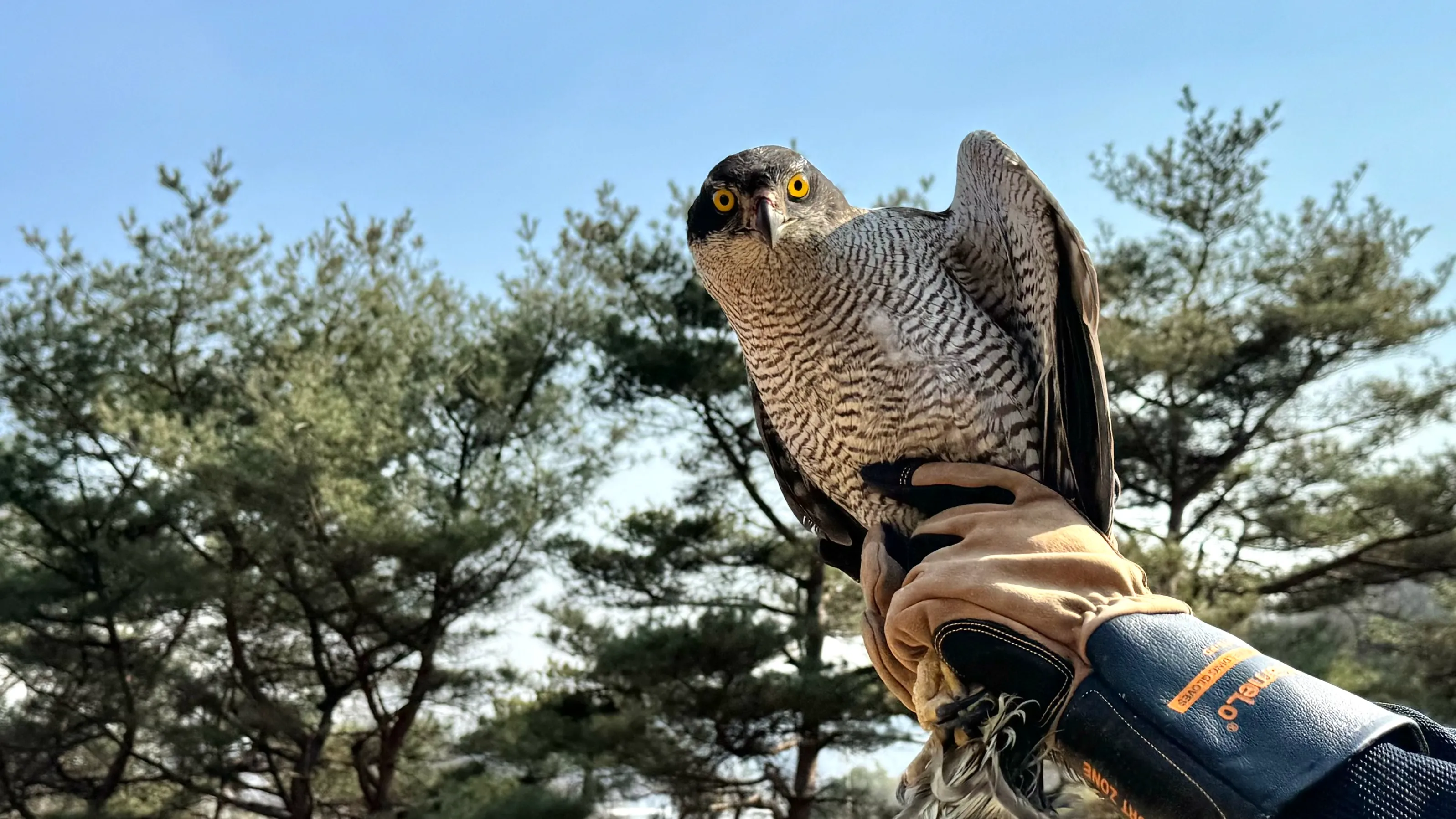 야생동물 학교