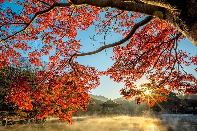 단풍