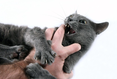 물고 뜯는 고양이.