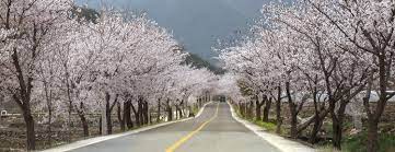 제22회 함양 백운산 벚꽃축제 기본일정과 프로그램 소개