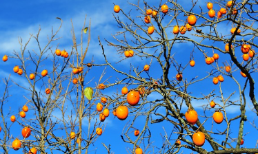 대봉감 10kg 가격, 대봉감 수확시기와 효능