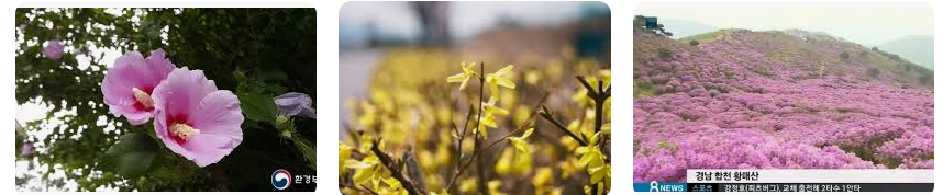 한국의 대표적인 꽃(무궁화, 개나리, 철쭉)