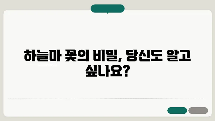 하늘마 꽃