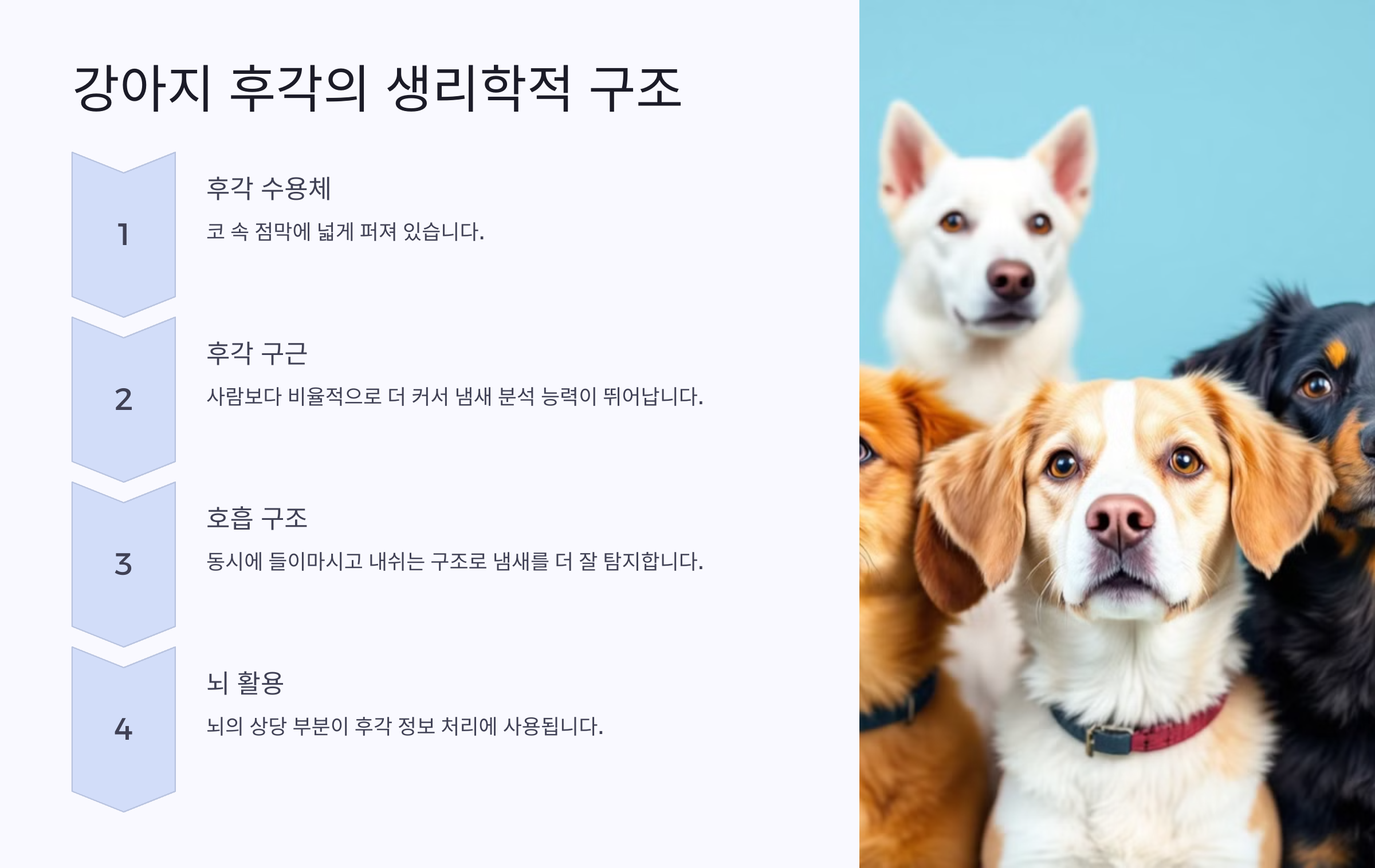 강아지 후각의 생리학적 구조