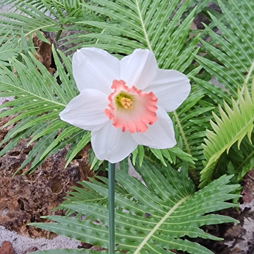 특색있고 아름다운 민간 정원 30선 추천 여행 - 29. 울주 온실리움