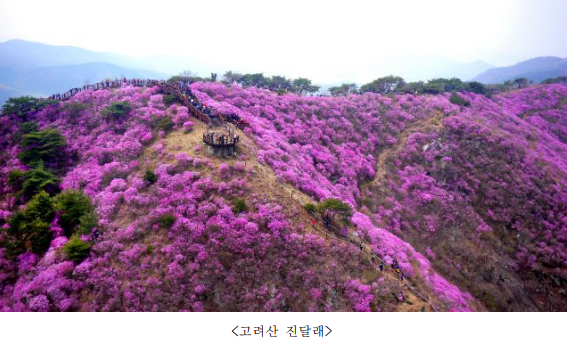 벚꽃명소