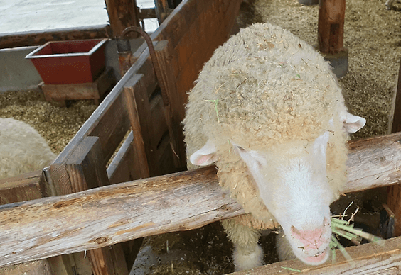 평창 가볼만한곳